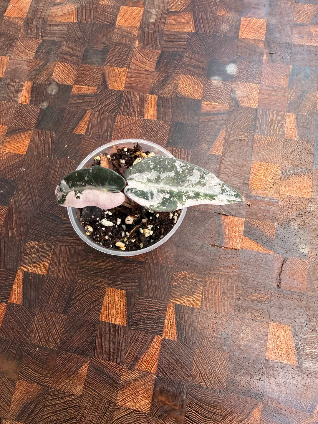 Alocasia bambino pinkki