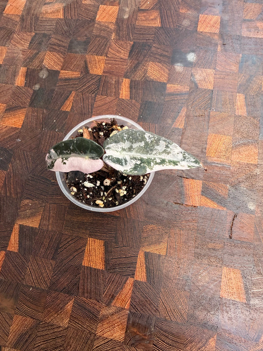 Alocasia bambino pinkki