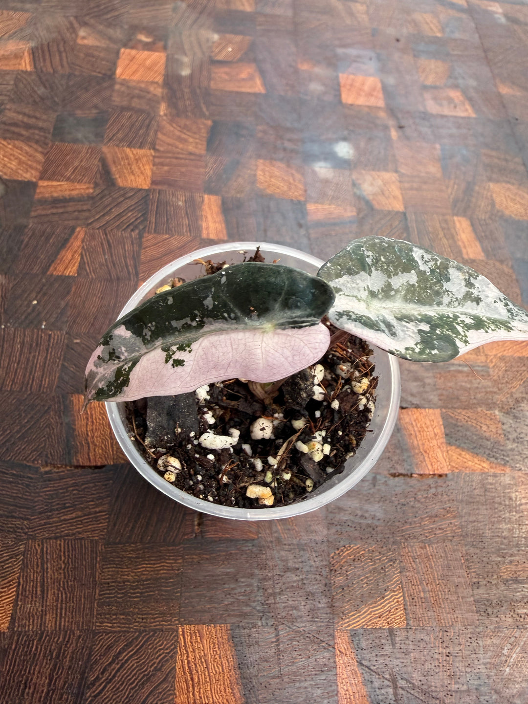 Alocasia bambino pinkki