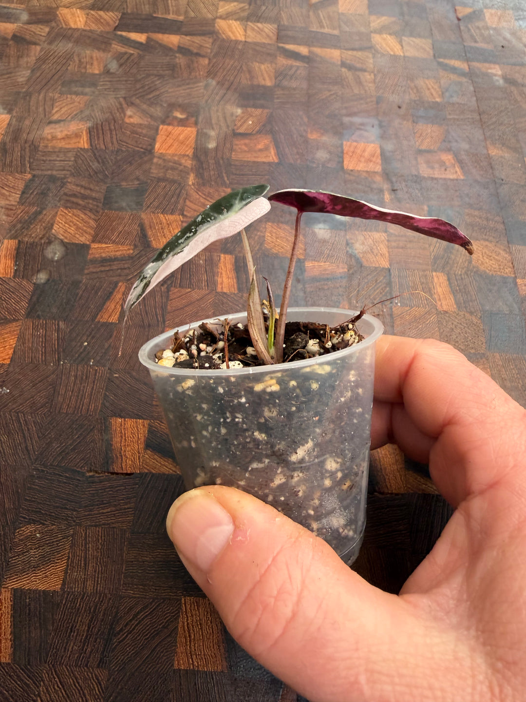 Alocasia bambino pinkki