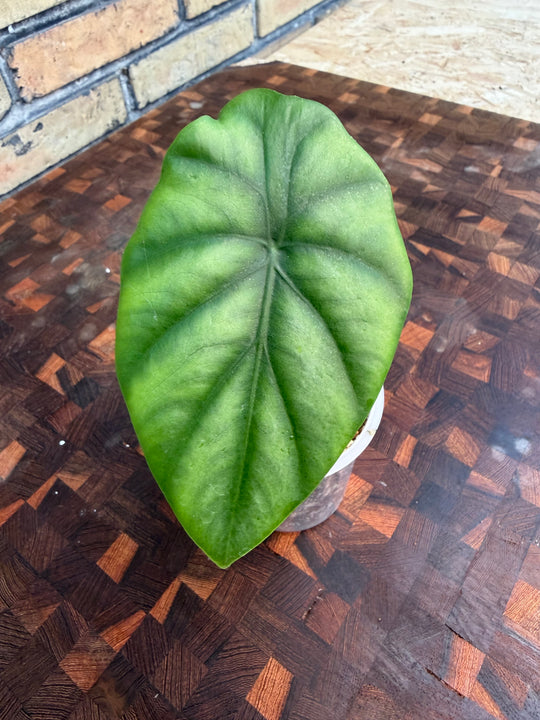 Alocasia green shield