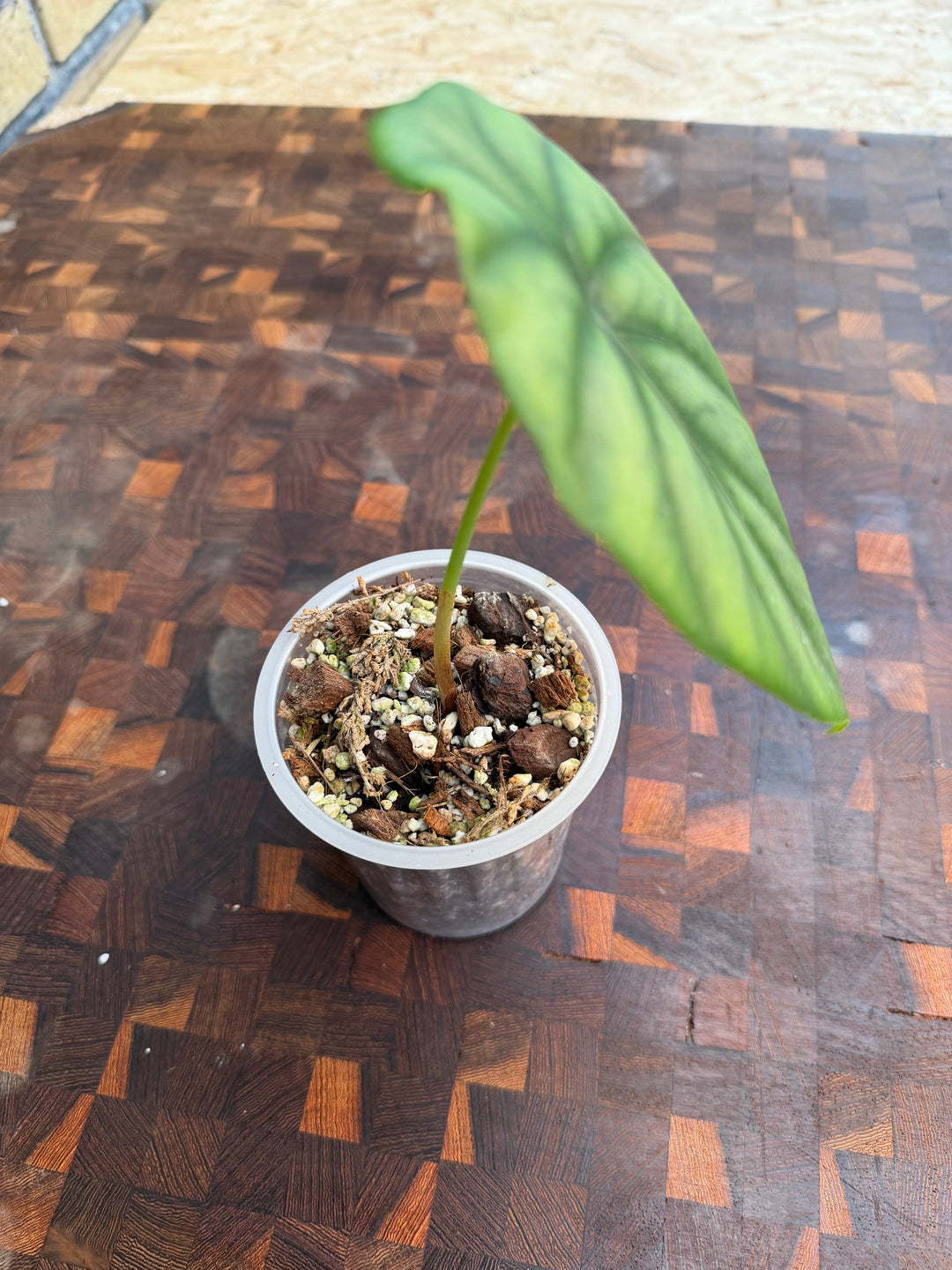 Alocasia green shield