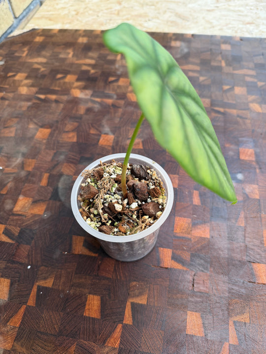 Alocasia green shield