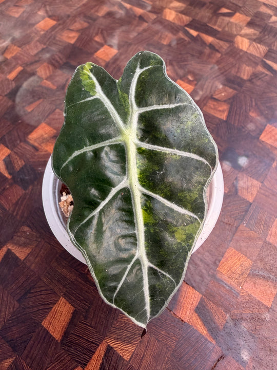 Alocasia Amasonica Aurea