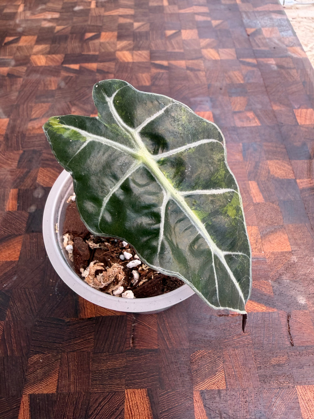 Alocasia Amasonica Aurea