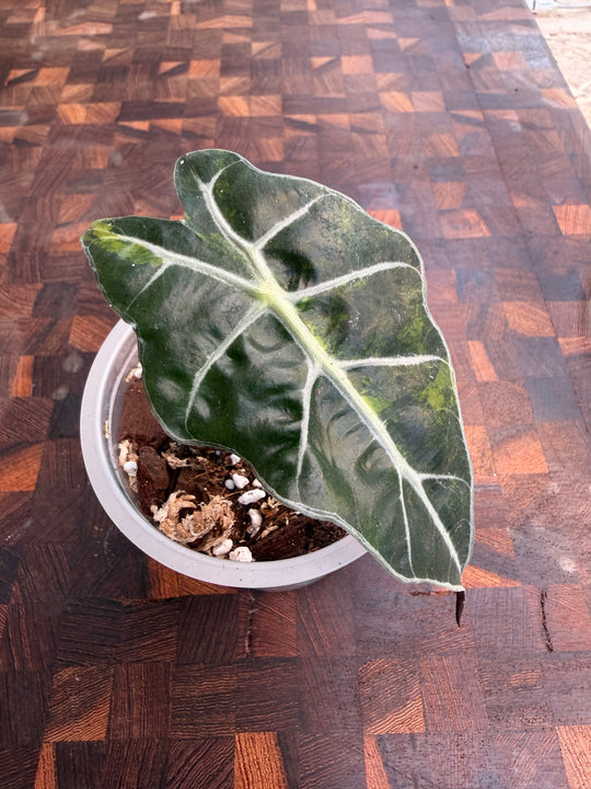 Alocasia Amasonica Aurea