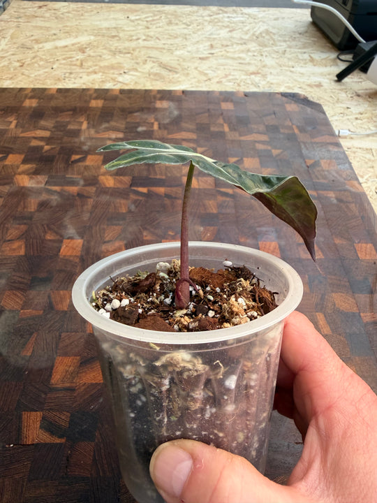Alocasia Amasonica Aurea