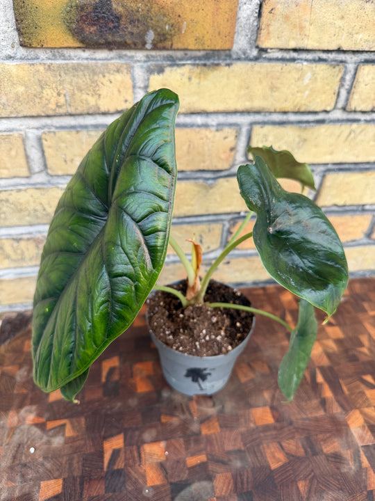Alocasia green unicorn