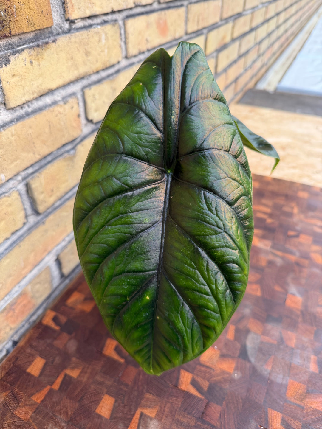 Alocasia green unicorn