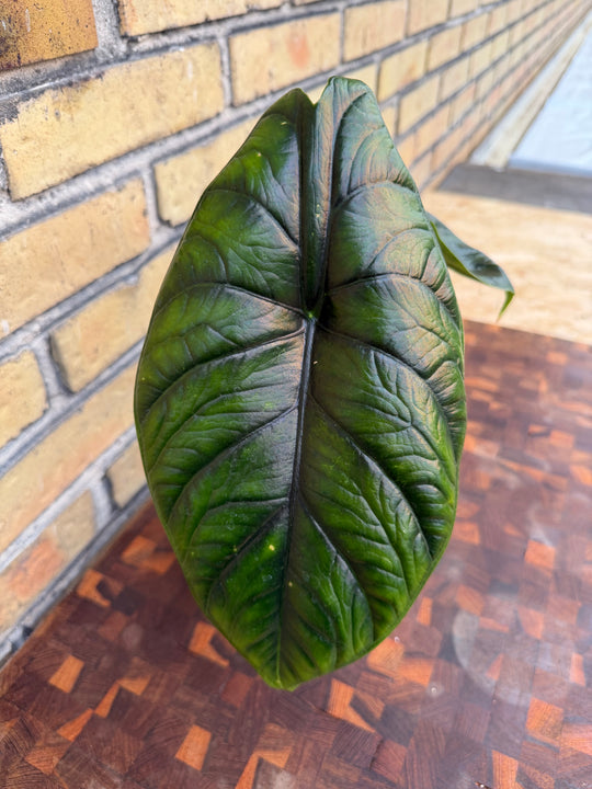 Alocasia green unicorn