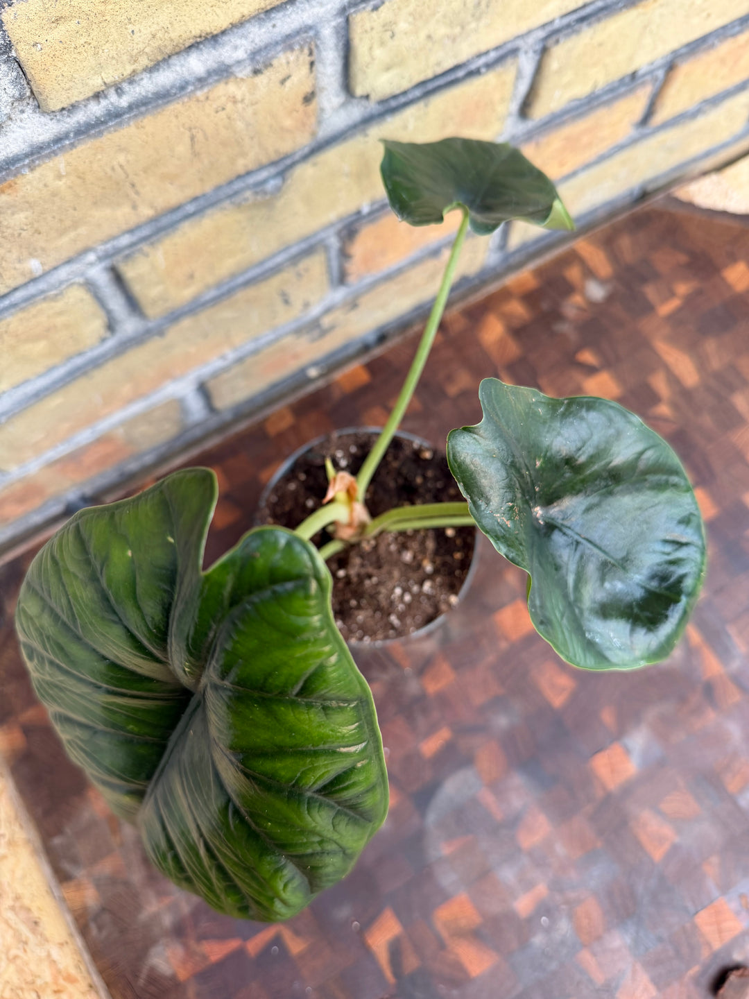 Alocasia green unicorn