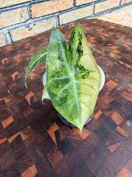 Alocasia pink dragon Nairobi night