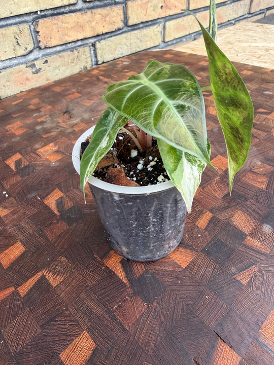 Alocasia pink dragon Nairobi night