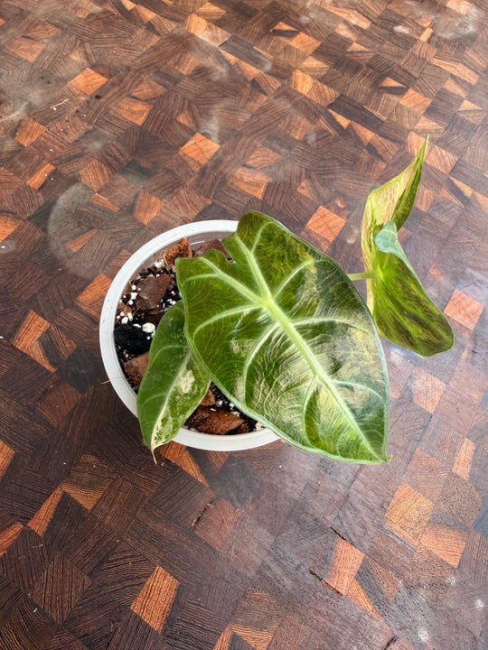 Alocasia pink dragon Nairobi night