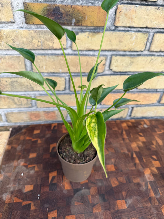 Alocasia tiny dancer aurea