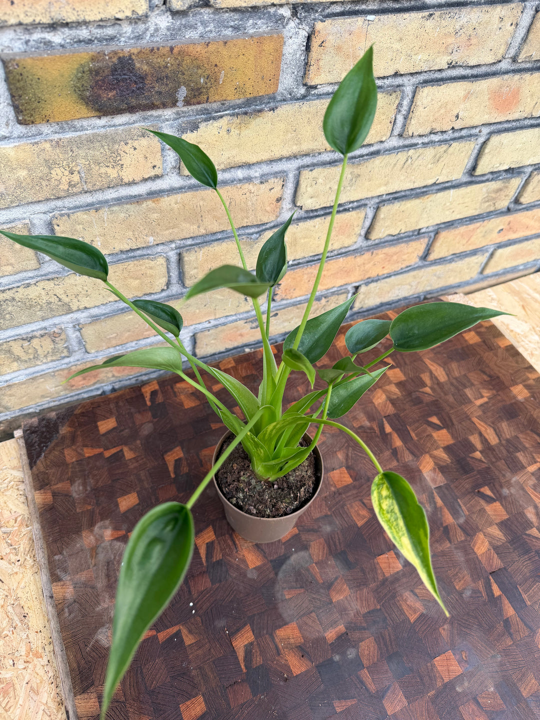 Alocasia tiny dancer aurea