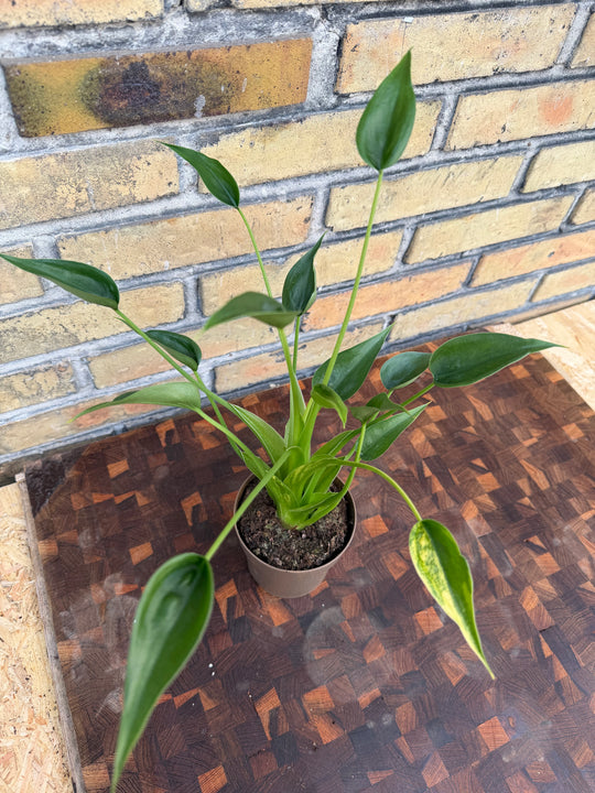 Alocasia tiny dancer aurea