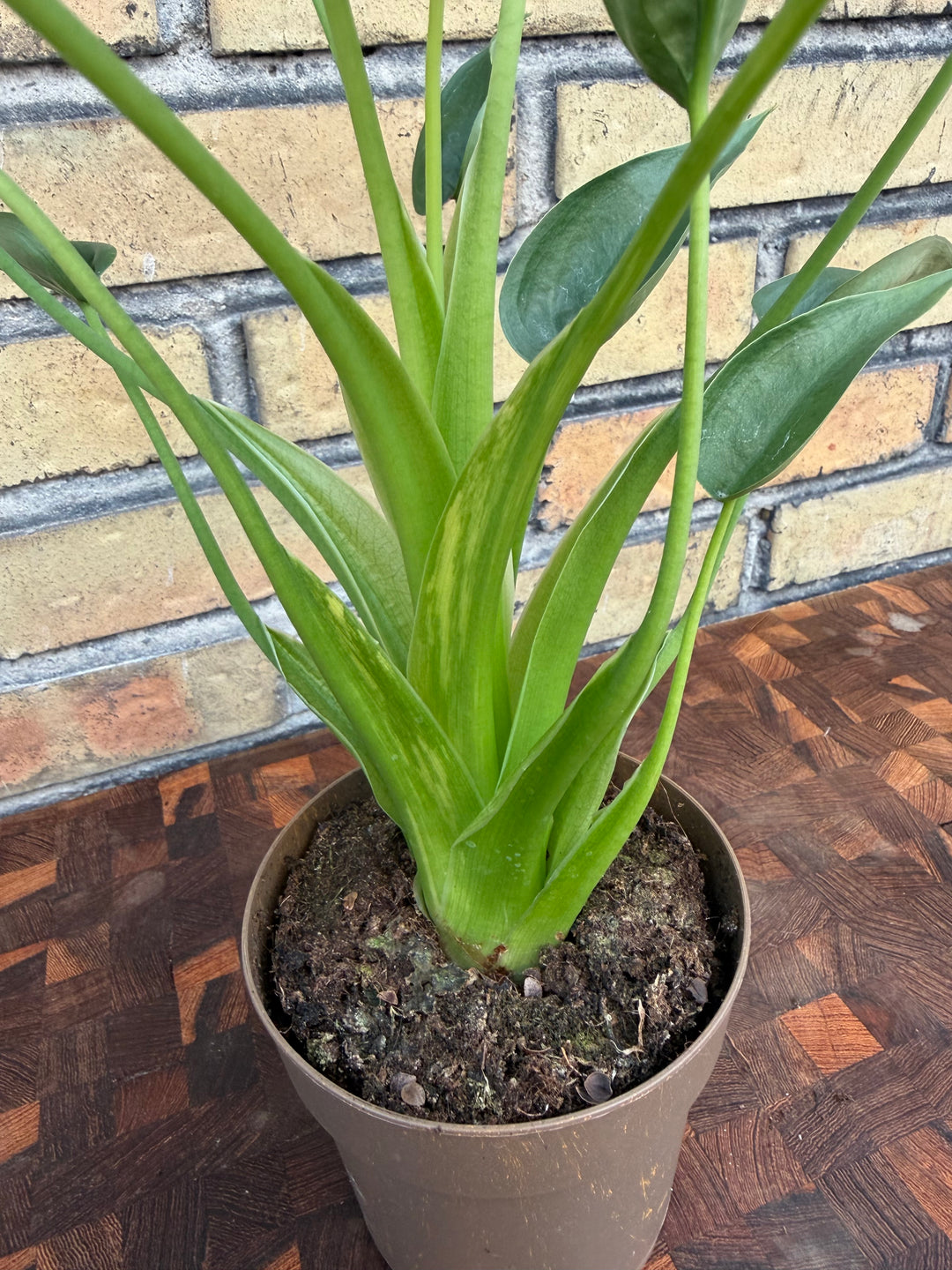 Alocasia tiny dancer aurea