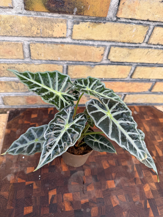 Alocasia parasol
