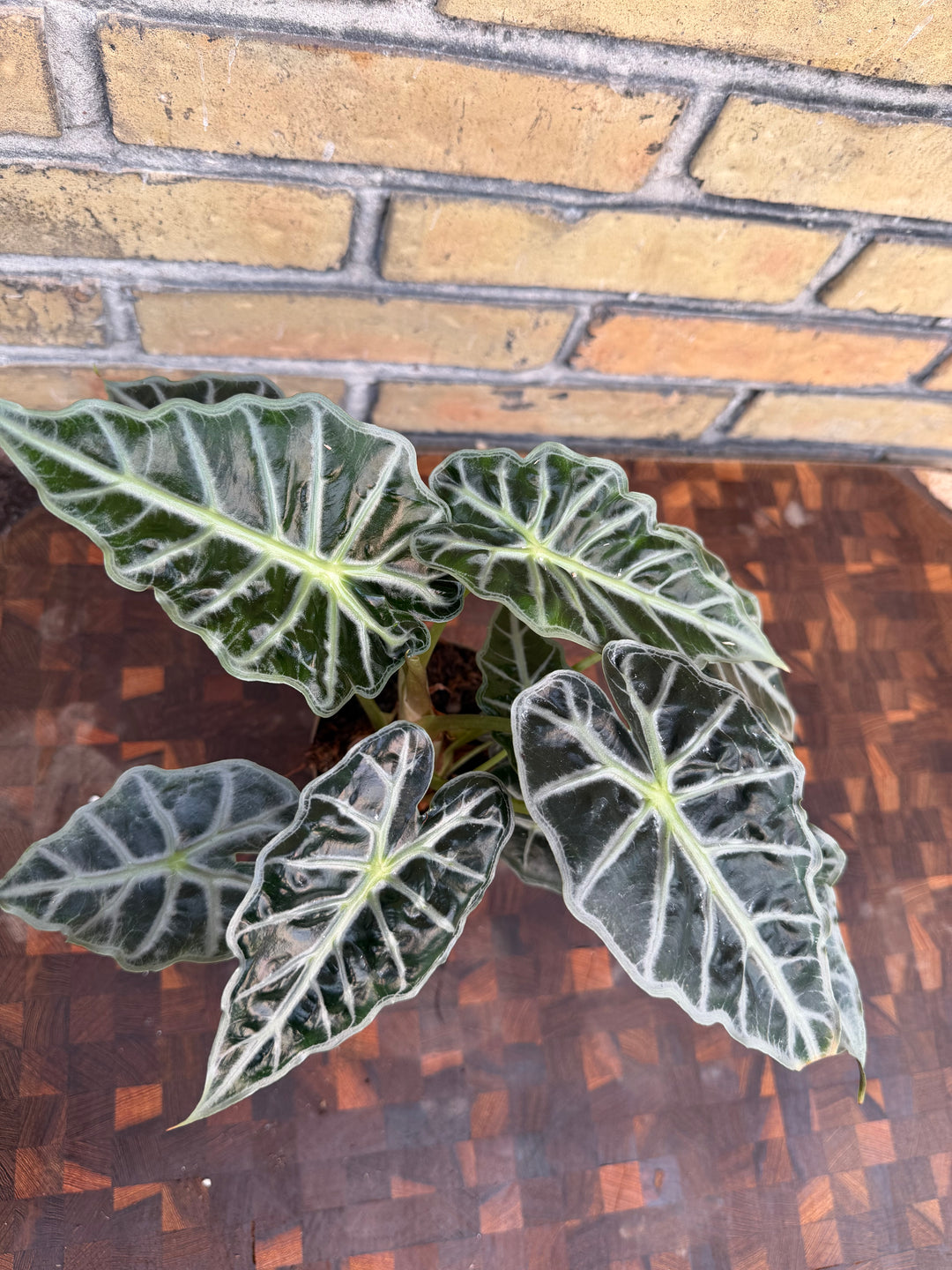 Alocasia parasol