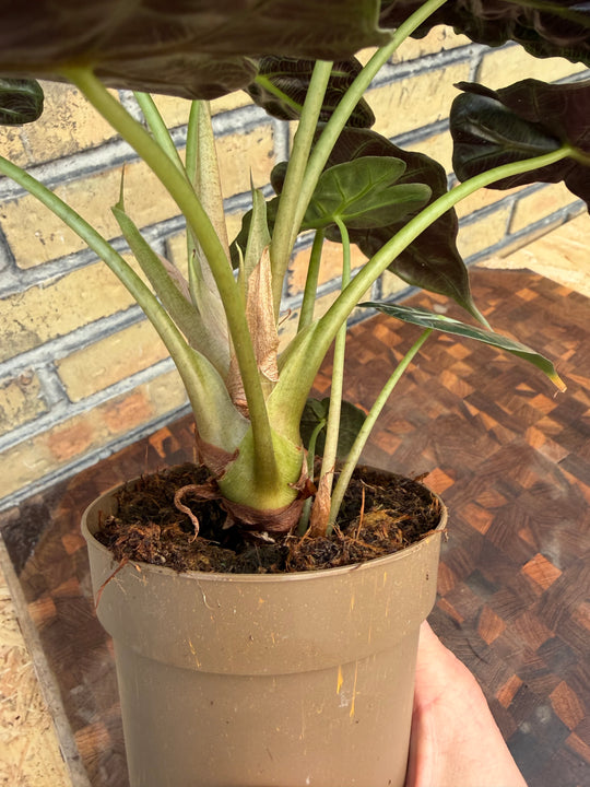 Alocasia parasol