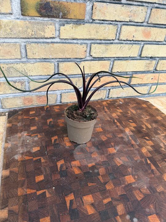 Alocasia flying squid