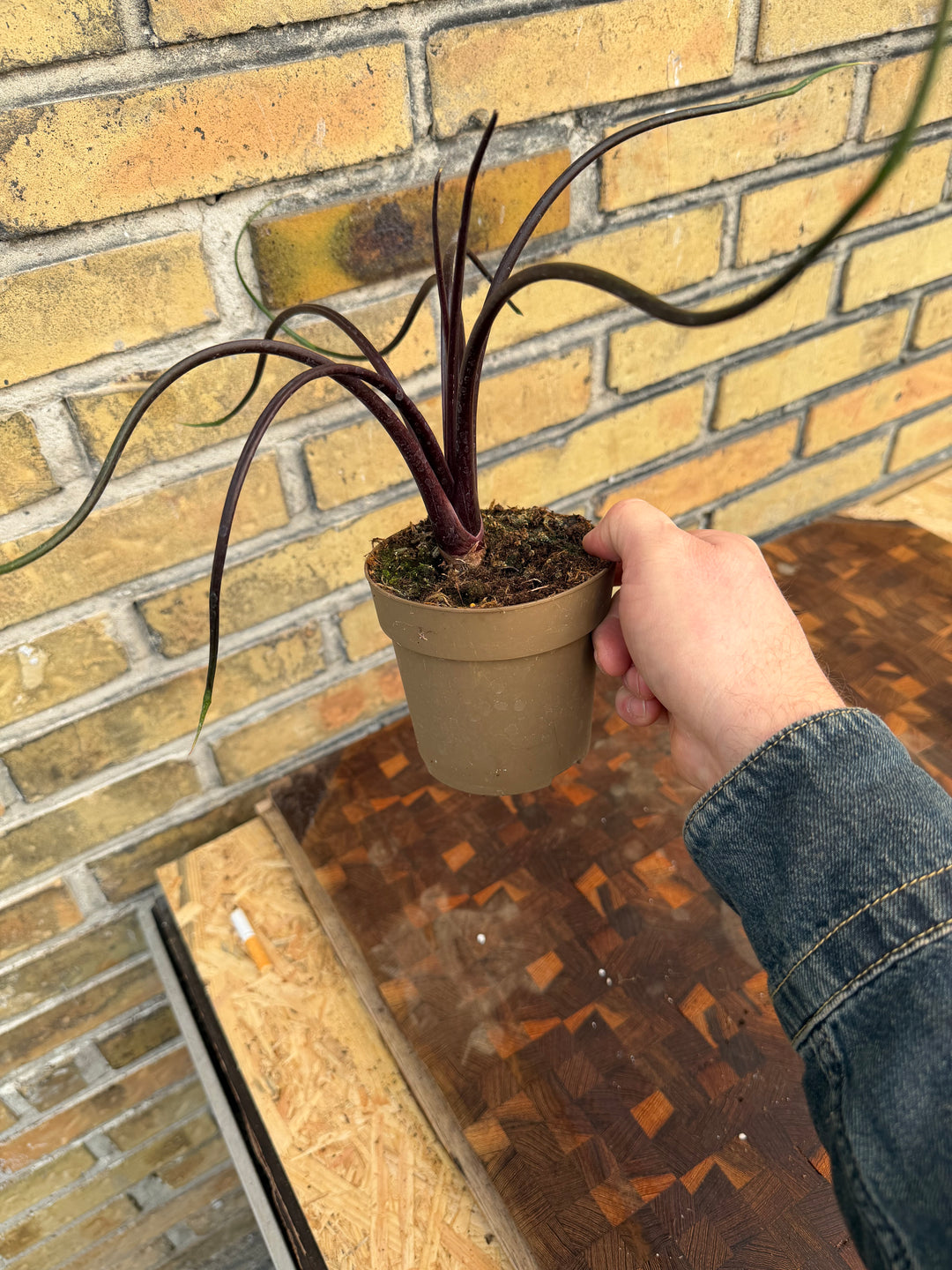 Alocasia flying squid