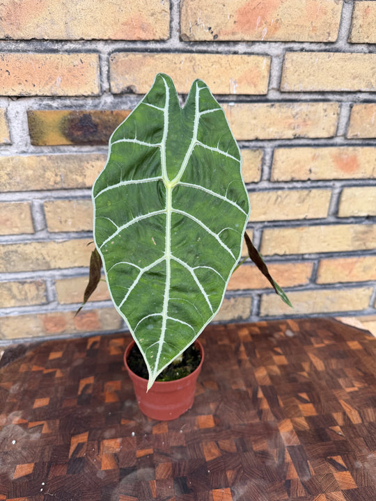 Alocasia watsoniana Big form