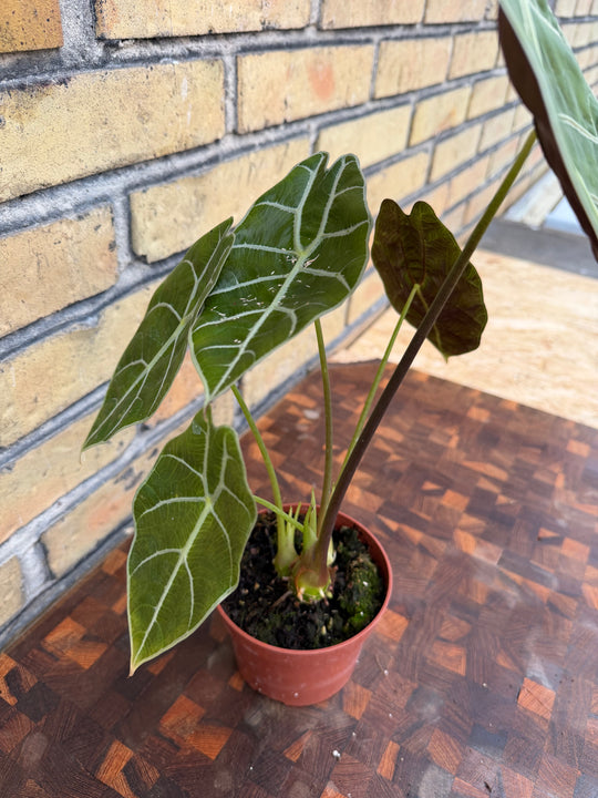 Alocasia watsoniana Big form