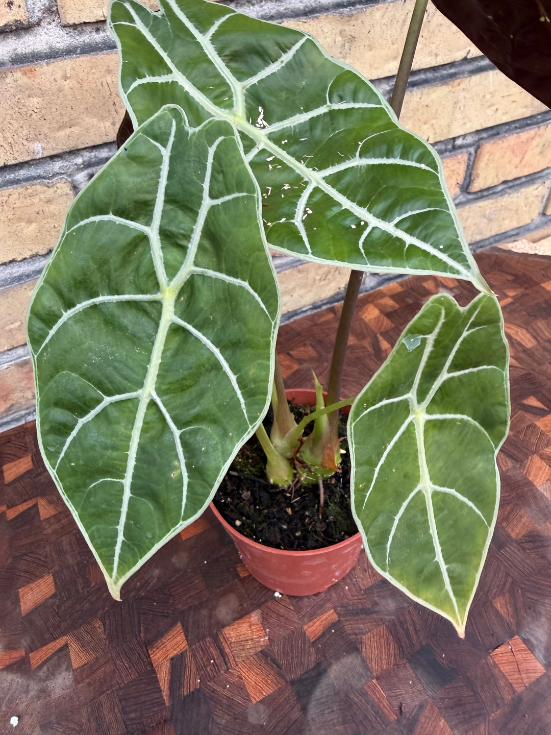 Alocasia watsoniana Big form