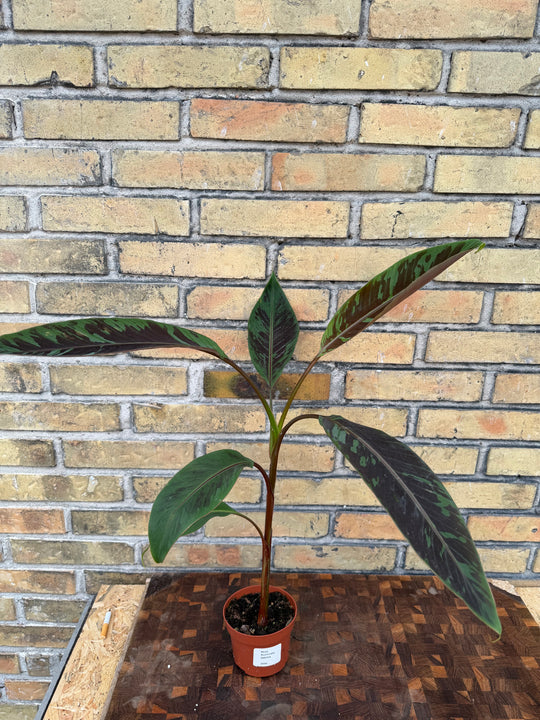 Musa acuminata zabrina