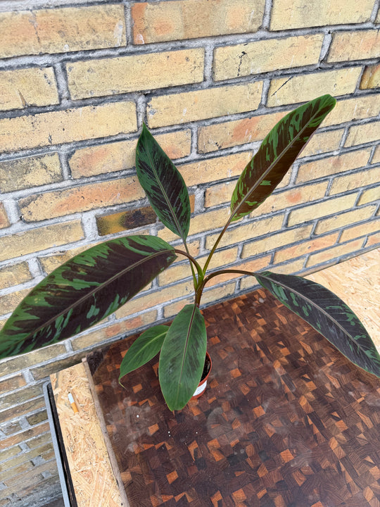 Musa acuminata zabrina