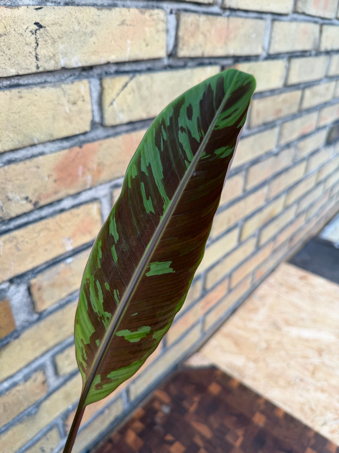 Musa acuminata zabrina