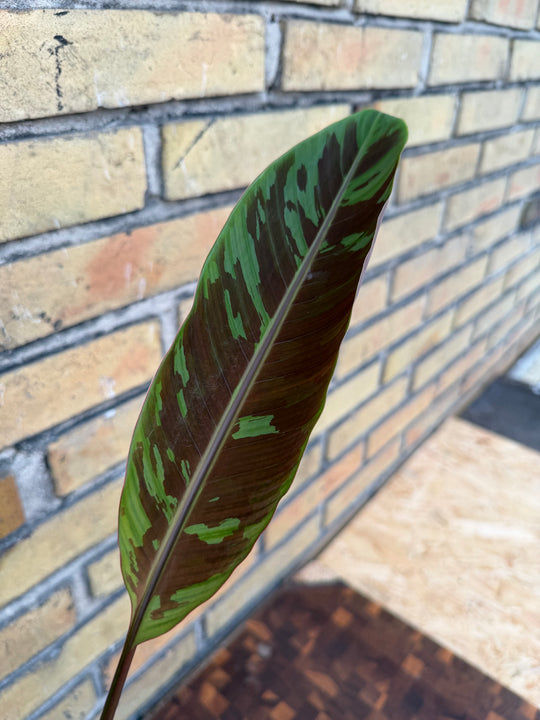 Musa acuminata zabrina