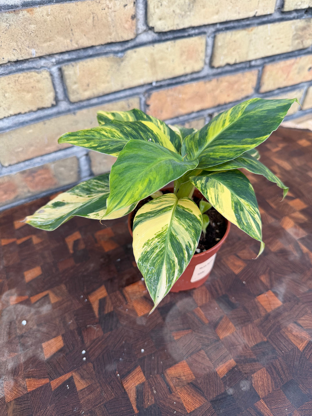 Musa Aurea