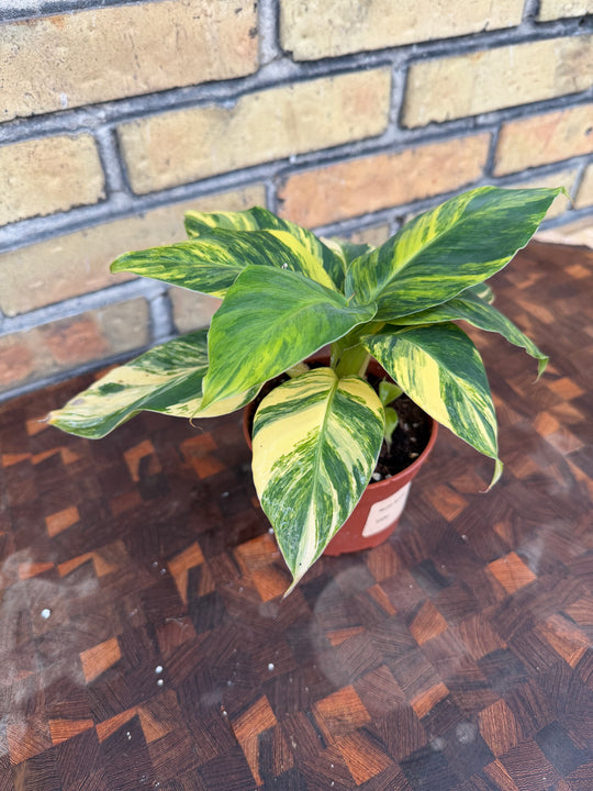 Musa Aurea
