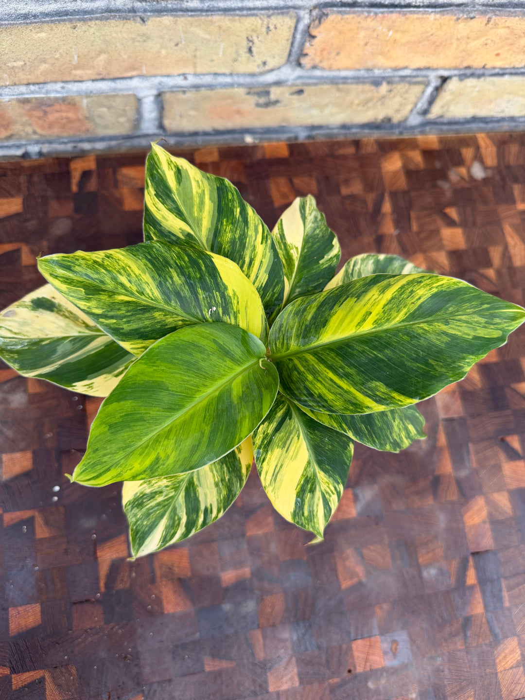 Musa Aurea