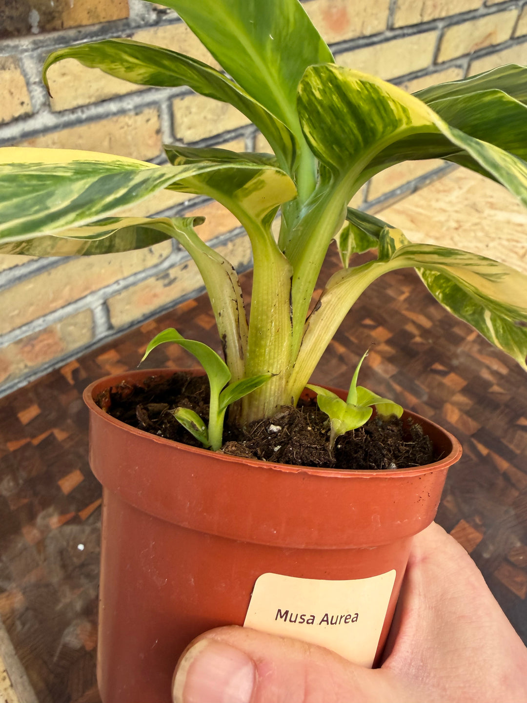 Musa Aurea