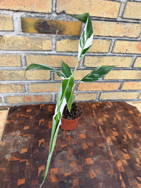 Musa Florida Varigata