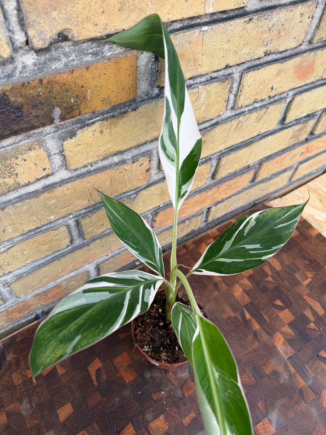 Musa Florida Varigata