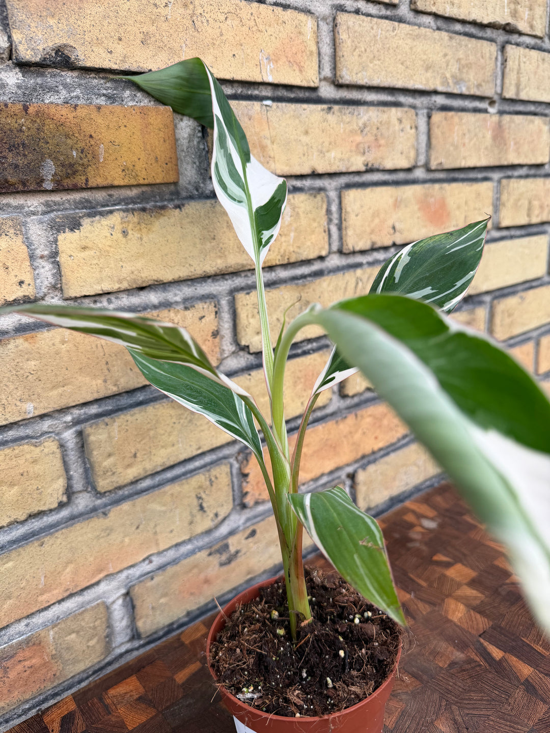 Musa Florida Varigata