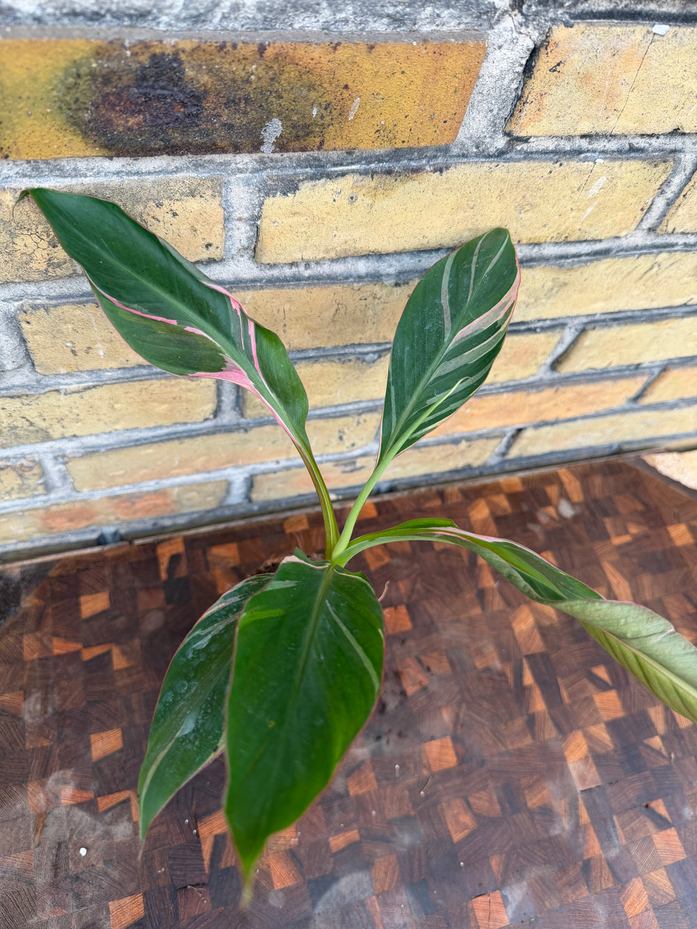 Musa Nono pink