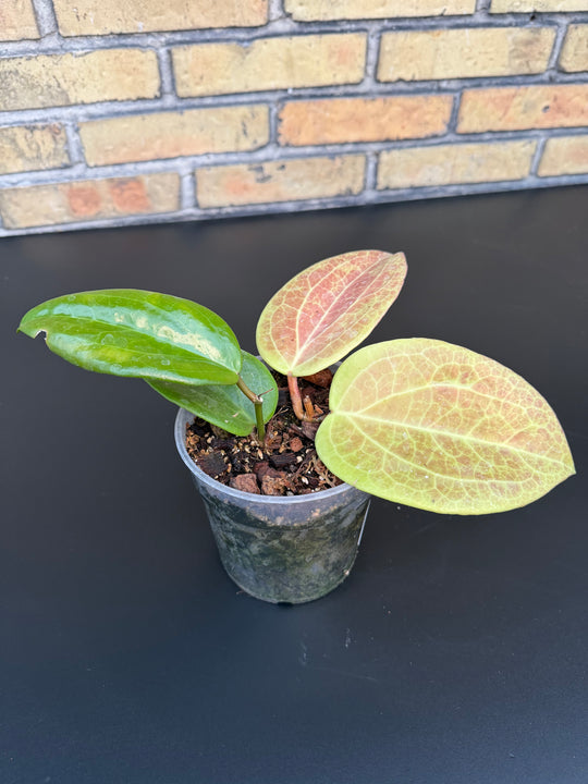 Hoya surigarensis