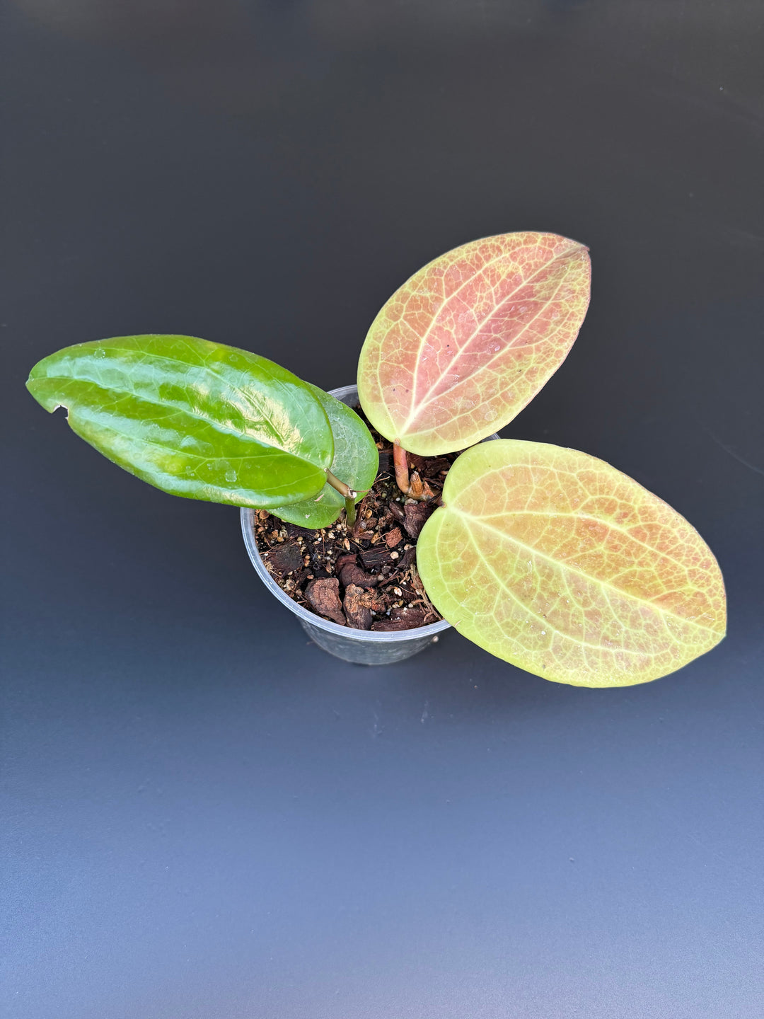 Hoya surigarensis