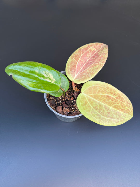 Hoya surigarensis