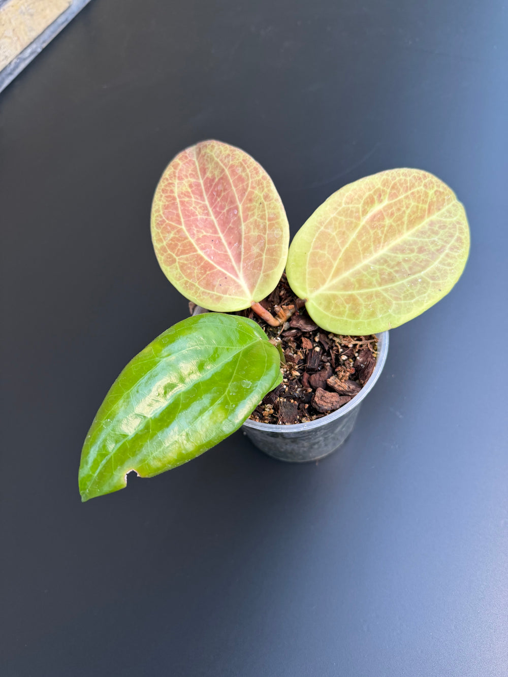 Hoya surigarensis