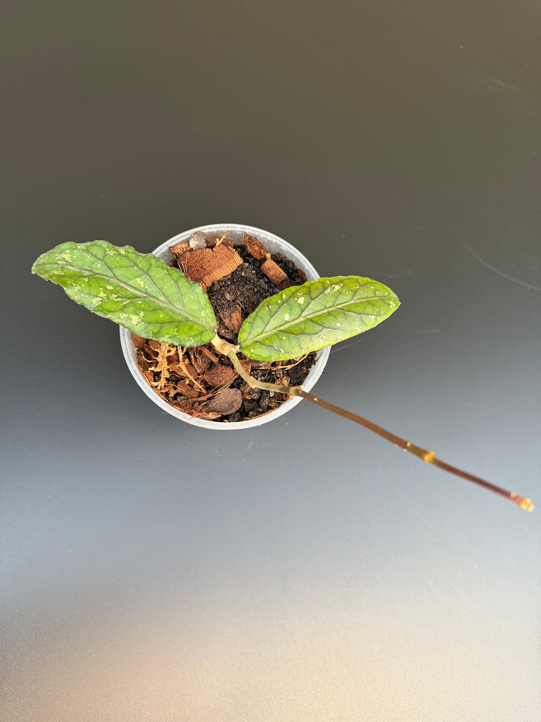 Hoya sp Gayo
