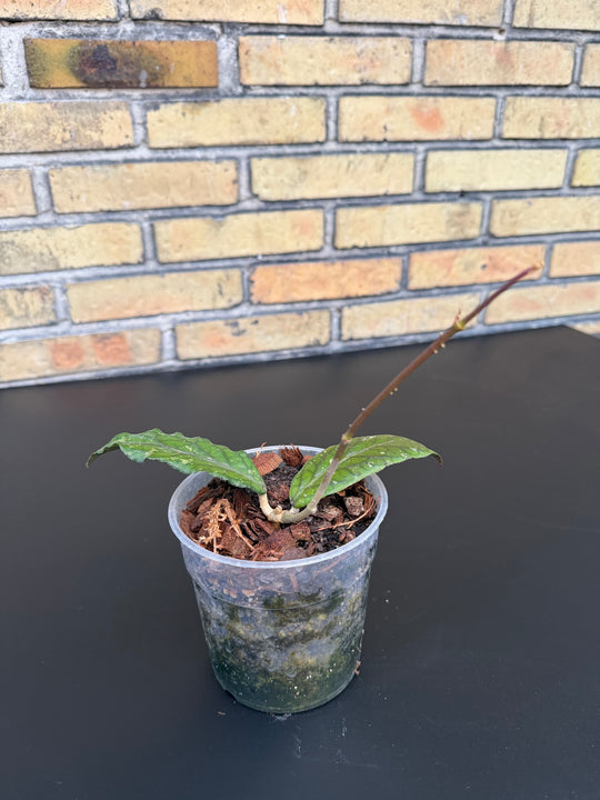 Hoya sp Gayo