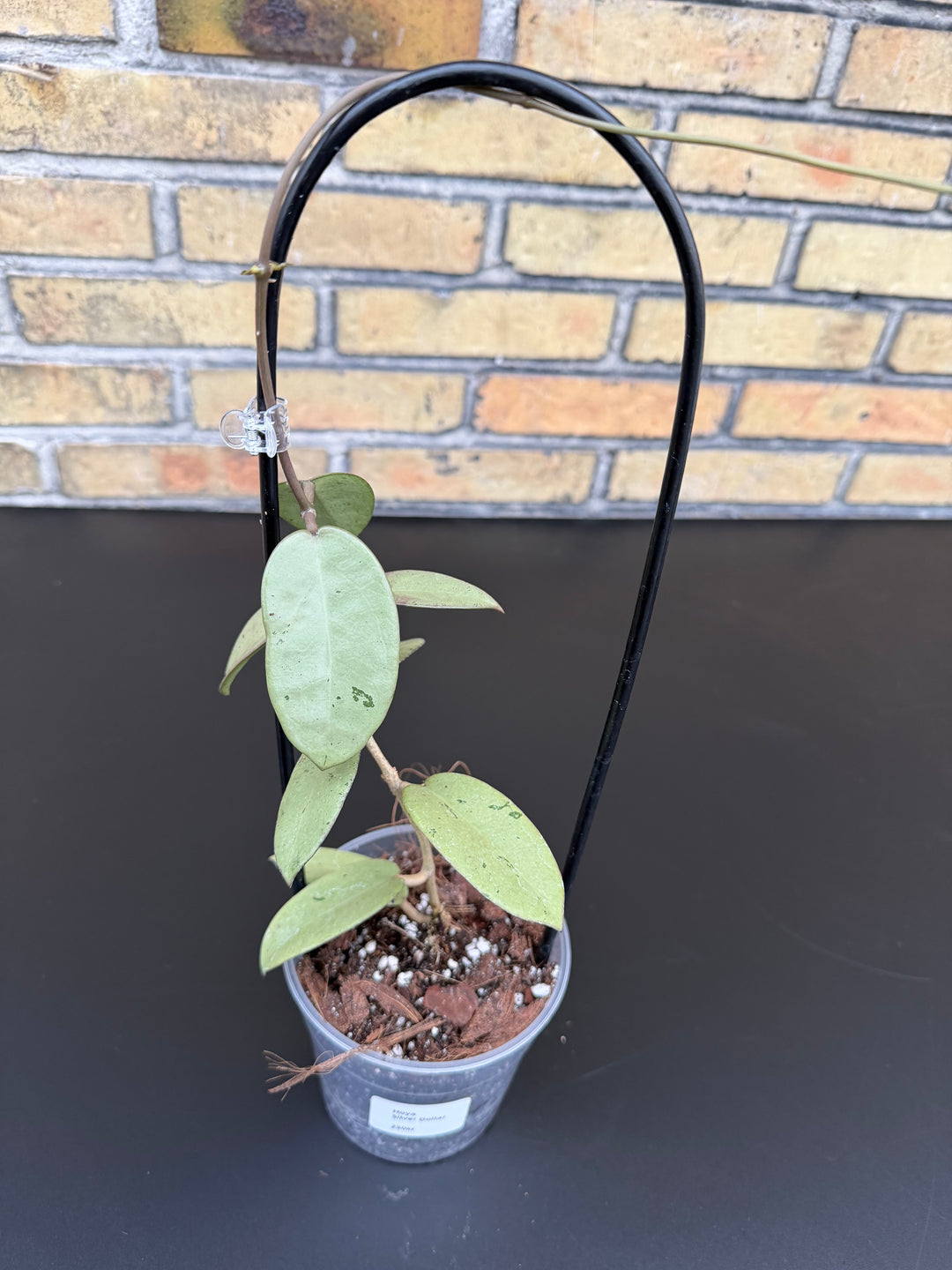 Hoya silver dollar