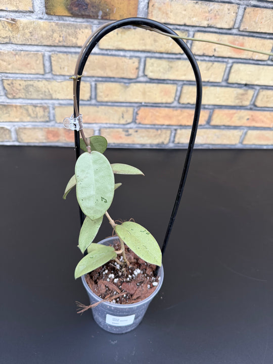 Hoya silver dollar